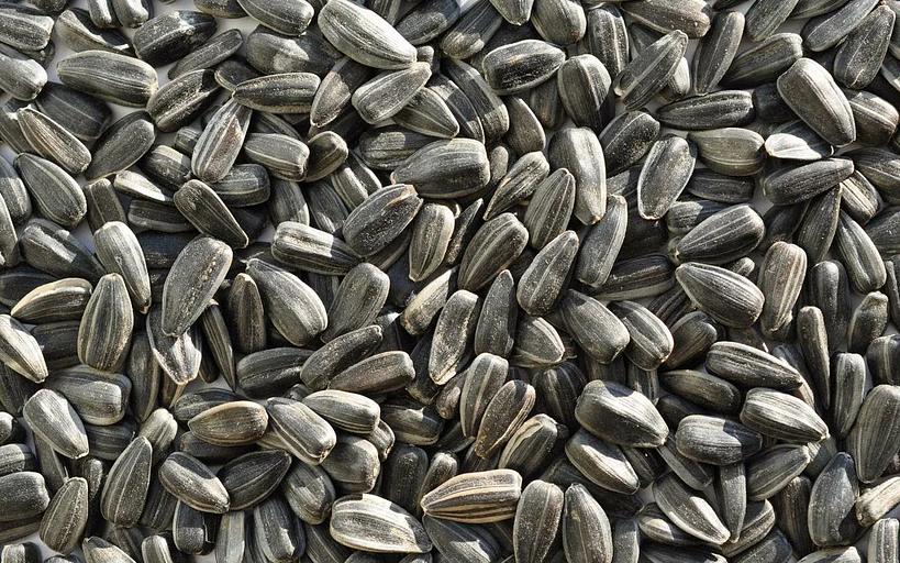 Күнбағыс майлы дақылдар фото 1