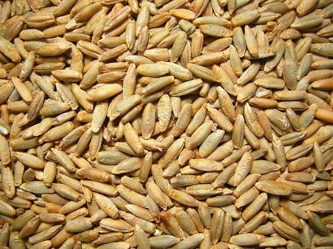 Рожь 2 класса фото 1