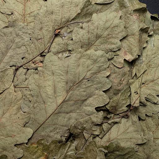 Дубовый веник без упаковки ОПТ фото 3