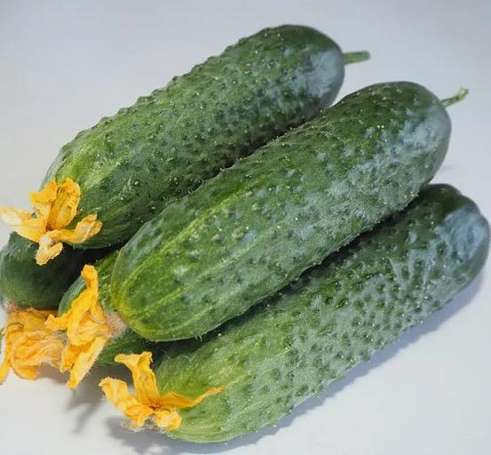 Семена МОРЕСЕМЯН Огурец «Бьерн F1» (Enza Zaden) фото 2