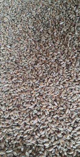 Пшеница 3 класс фото 1