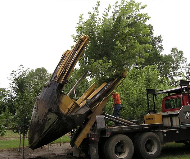 Деревья от 1 до 3 метров фото 1