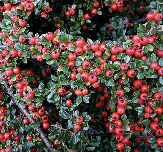 Саженцы кизильника фото 1