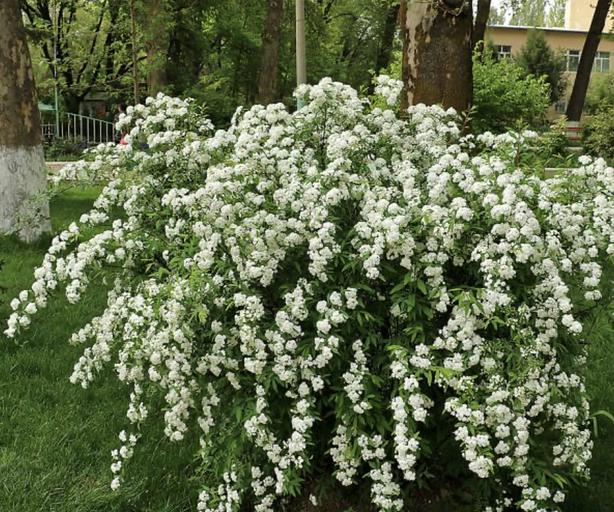 Саженцы кустарника Спирея Вангутта фото 1