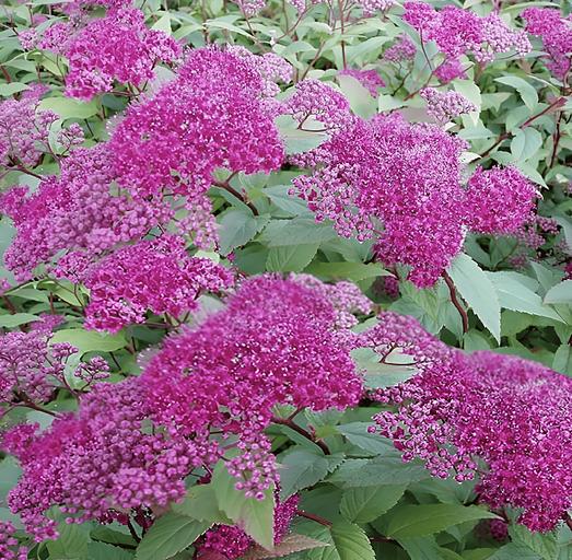 Саженцы кустарника Спирея Фробели фото 1