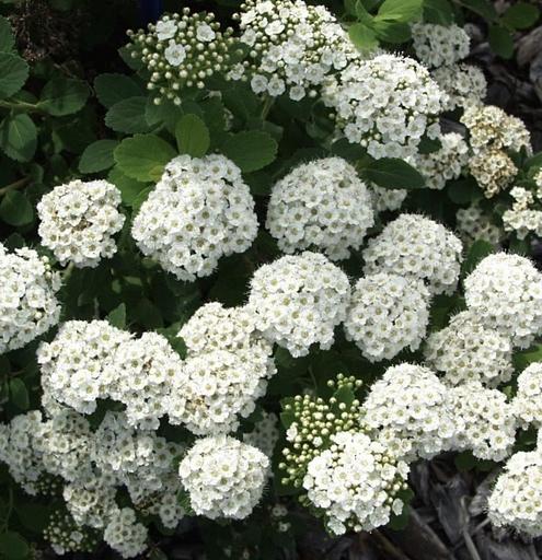 Саженцы Спирея берёзолистной Тор фото 1