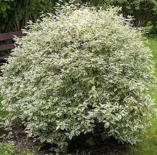 Саженцы кустарника Дерен белый Элегантиссима фото 1