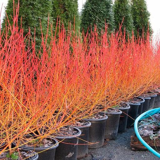 Саженцы кустарника Дерен кроваво-красный фото 1