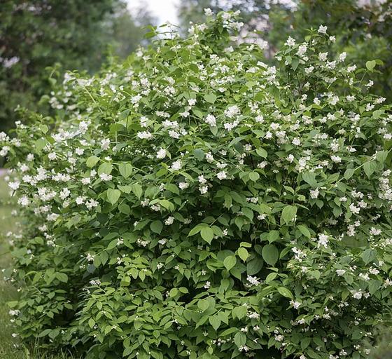 Саженцы кустарника Чубушник венечный фото 1