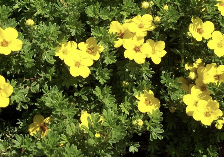 Саженцы кустарника Лапчатка Голдфингер фото 1