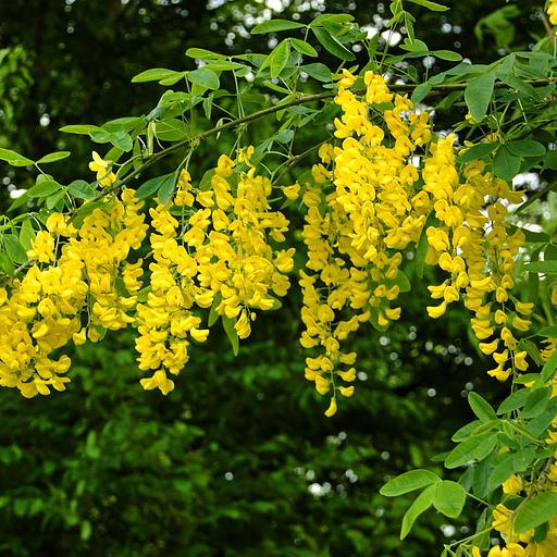 Саженцы кустарника Карагана древовидная фото 1