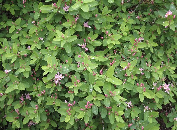 Саженцы кустарника Жимолость татарская фото 1