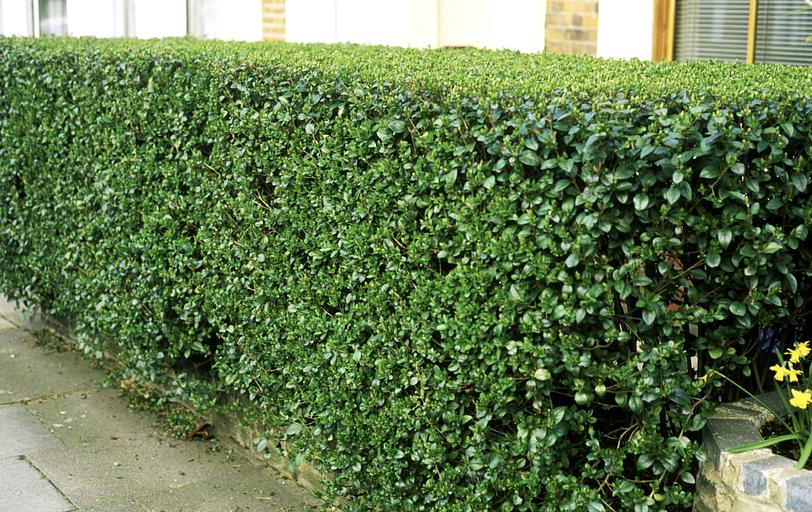 Саженцы кустарника Бирючина Обыкновенная фото 1