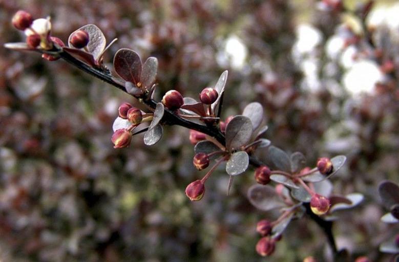 Саженцы кустарника Барбарис Тунберга «Атропурпуреа» фото 1