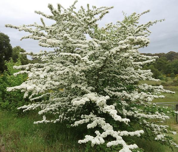 Саженцы кустарника Боярышник однопестечный фото 1