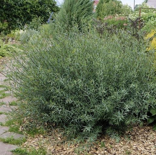 Саженцы кустарника Ива Нана фото 1