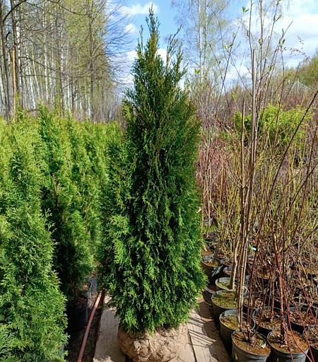 Саженцы кустарника Туя Смарагд фото 1