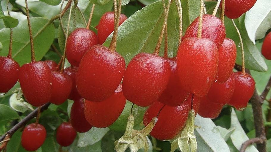 Саженцы кустарника «Гуми» (Лох Многоцветковый) фото 1