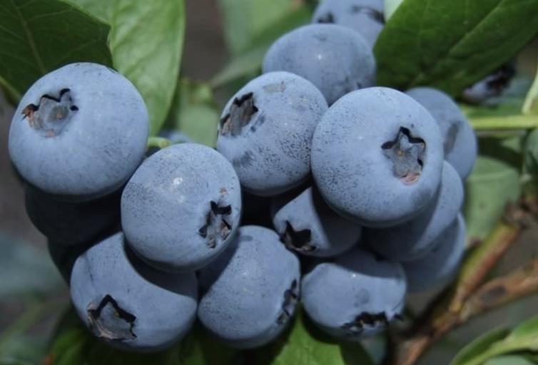 Саженцы кустарника Голубики ОКС фото 1