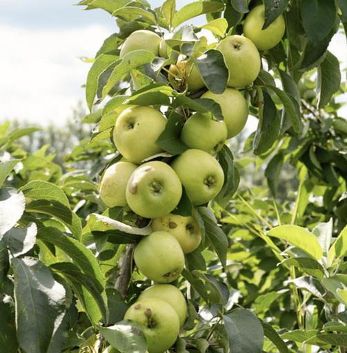 Саженцы Яблони зелёной летней ОКС фото 1