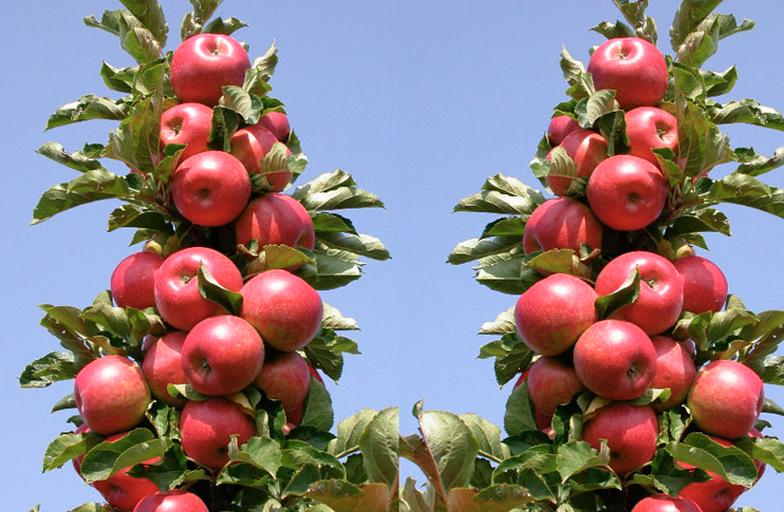 Саженцы Яблони красной летней ОКС фото 1