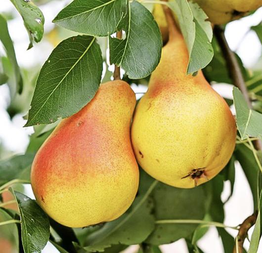 Саженцы летних сортов Груш фото 1