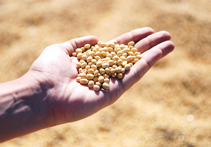 Зерно сои фото 1