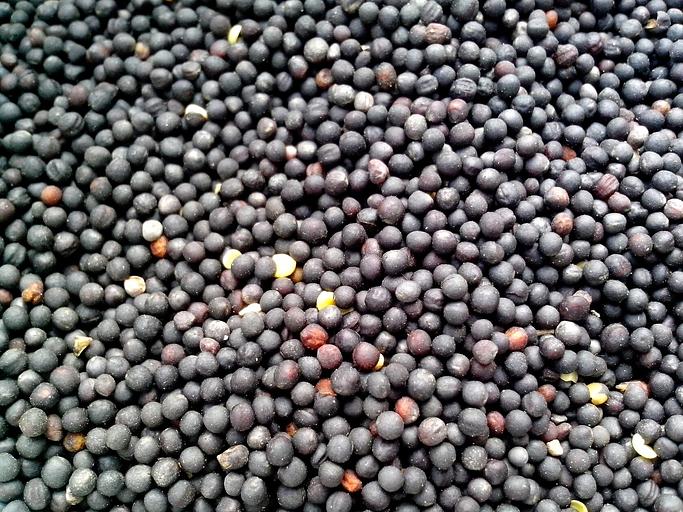 Зерно рапса фото 1