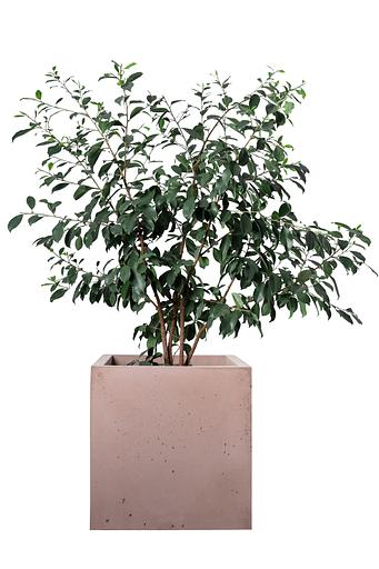 Цветочный вазон СтаркБет «Вербена большая» 85 л ОПТ фото 7