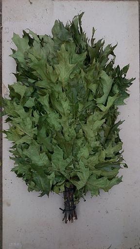 Веник Канадский дуб ОПТ фото 1