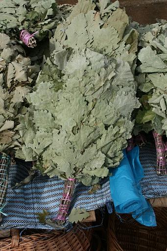 Веник Канадский дуб ОПТ фото 2