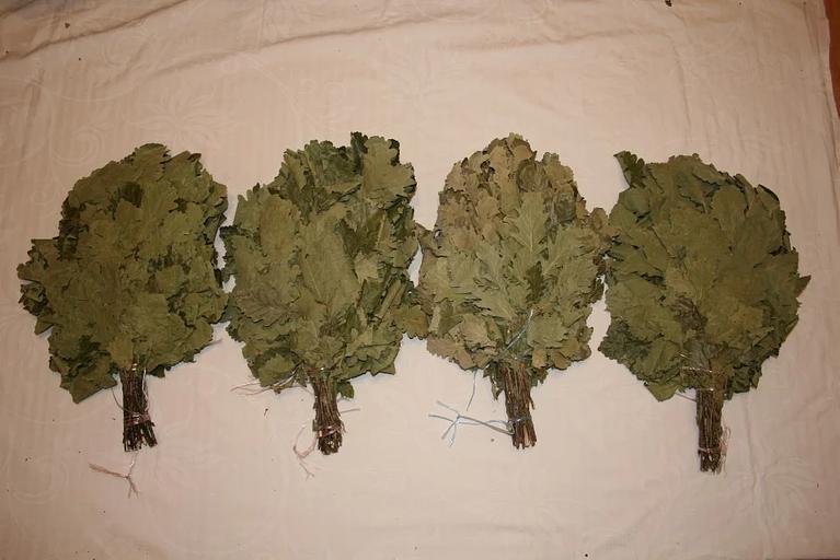 Веник Канадский дуб ОПТ фото 4