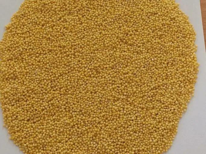 Пшено высшего сорта 50 кг ОПТ фото 2