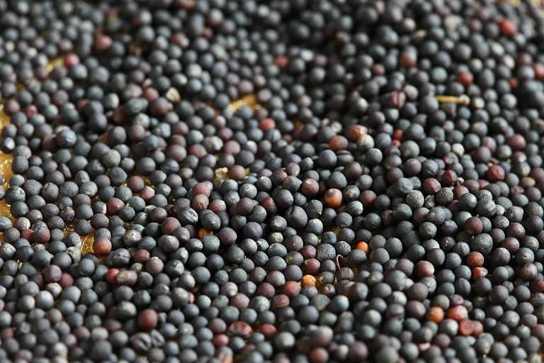 Зерно рапса продовольственного фото 1