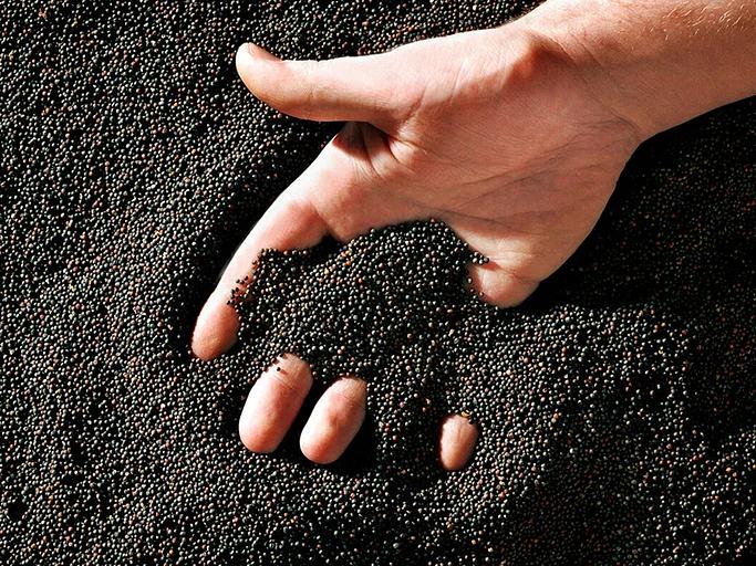 Зерно рапса продовольственного фото 2