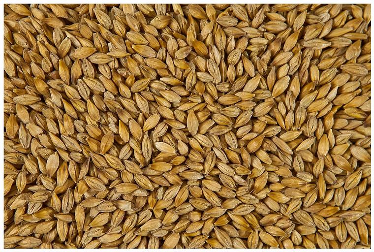 Зерно ячменя продовольственного фото 1