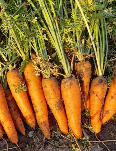 Морковь свежая фото 1