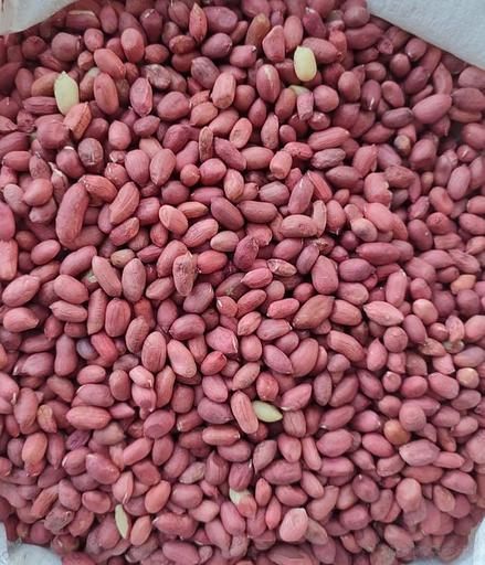 Арахис сырой (Индия) ОПТ фото 1