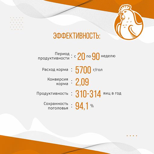 Полнорационный комбикорм для кур-несушек «УБОЙНЫЙ КОРМ» фото 7