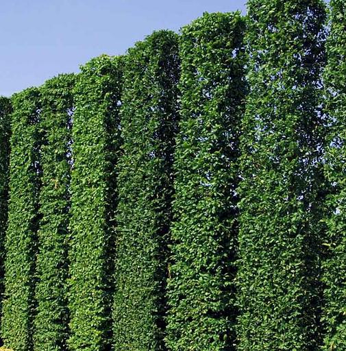 Озеленение территорий от питомника AXKZ в г. Алматы фото 1