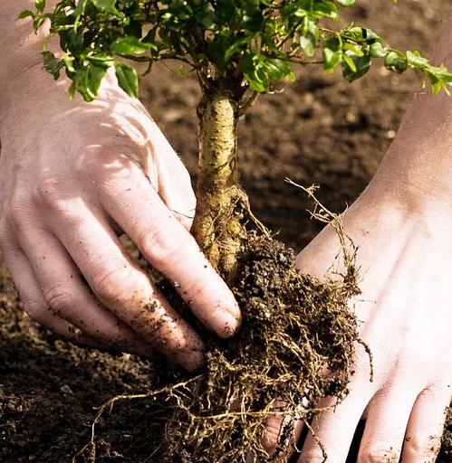 Озеленение территорий от питомника AXKZ в г. Алматы фото 2