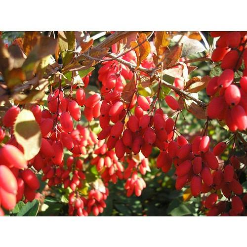 Саженец Барбарис обыкновенный от питомника AXKZ ОПТ фото 1