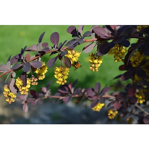 Саженец Барбарис оттавский Суперба от питомника AXKZ ОПТ фото 1