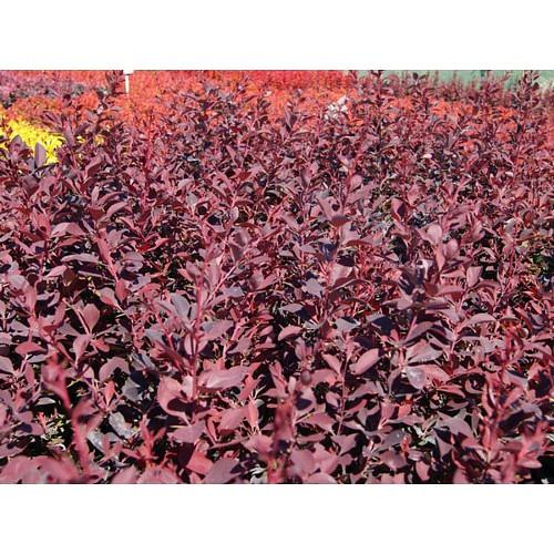 Саженец Барбарис оттавский Декора от питомника AXKZ ОПТ фото 1