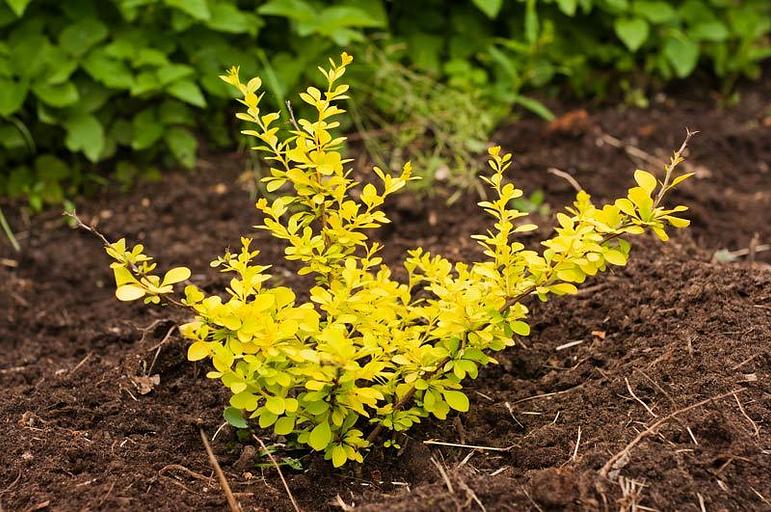 Саженец Барбарис Тунберга Ауреа от питомника AXKZ ОПТ фото 1