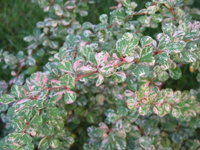 Саженец Барбарис Тунберга Келлерис от питомника AXKZ ОПТ фото 1