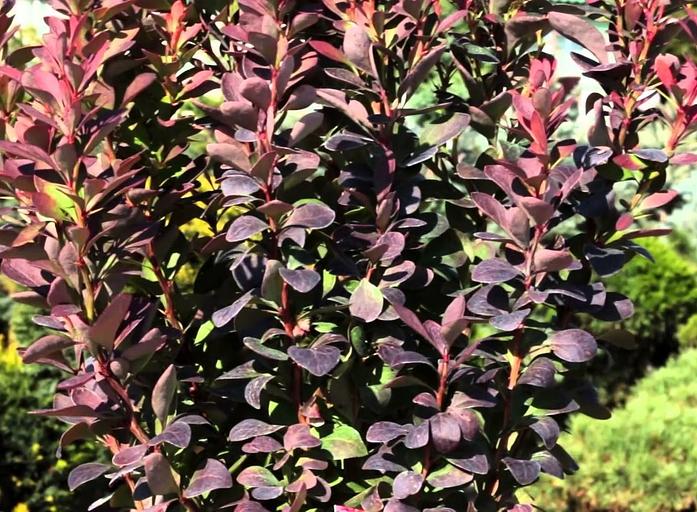 Саженец Барбарис Тунберга Ред Пилар от питомника AXKZ ОПТ фото 1