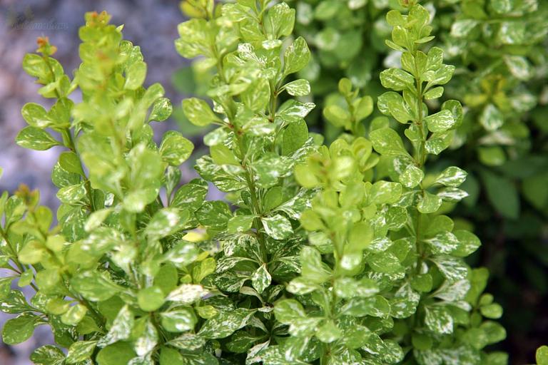 Саженец Барбарис Тунберга Поувоу от питомника AXKZ ОПТ фото 1