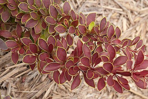 Саженец Барбарис Тунберга Голден Ринг от питомника AXKZ ОПТ фото 1