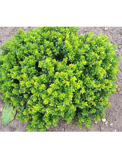 Саженец Барбарис Тунберга Кобольд от питомника AXKZ ОПТ фото 1